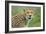 Cheetah (Acinonyx Jubatus), Ndutu, Ngorongoro Conservation Area, Tanzania-null-Framed Photographic Print