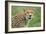 Cheetah (Acinonyx Jubatus), Ndutu, Ngorongoro Conservation Area, Tanzania-null-Framed Photographic Print