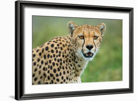 Cheetah (Acinonyx Jubatus), Ndutu, Ngorongoro Conservation Area, Tanzania-null-Framed Photographic Print