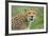 Cheetah (Acinonyx Jubatus), Ndutu, Ngorongoro Conservation Area, Tanzania-null-Framed Photographic Print