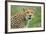 Cheetah (Acinonyx Jubatus), Ndutu, Ngorongoro Conservation Area, Tanzania-null-Framed Photographic Print