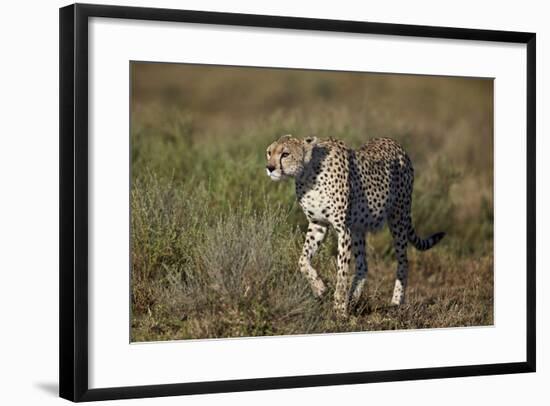 Cheetah (Acinonyx Jubatus), Ngorongoro Conservation Area, Serengeti, Tanzania, East Africa, Africa-James Hager-Framed Photographic Print