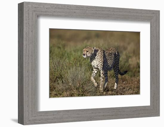 Cheetah (Acinonyx Jubatus), Ngorongoro Conservation Area, Serengeti, Tanzania, East Africa, Africa-James Hager-Framed Photographic Print