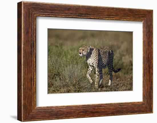 Cheetah (Acinonyx Jubatus), Ngorongoro Conservation Area, Serengeti, Tanzania, East Africa, Africa-James Hager-Framed Photographic Print