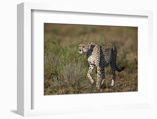 Cheetah (Acinonyx Jubatus), Ngorongoro Conservation Area, Serengeti, Tanzania, East Africa, Africa-James Hager-Framed Photographic Print