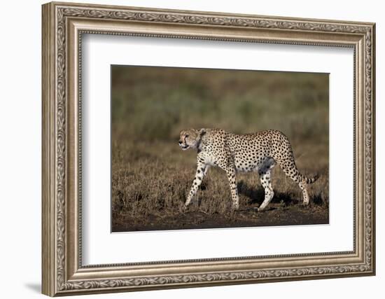 Cheetah (Acinonyx Jubatus), Ngorongoro Conservation Area, Serengeti, Tanzania, East Africa, Africa-James Hager-Framed Photographic Print