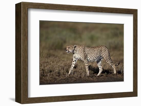 Cheetah (Acinonyx Jubatus), Ngorongoro Conservation Area, Serengeti, Tanzania, East Africa, Africa-James Hager-Framed Photographic Print