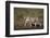 Cheetah (Acinonyx Jubatus), Ngorongoro Conservation Area, Serengeti, Tanzania, East Africa, Africa-James Hager-Framed Photographic Print