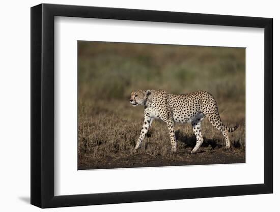 Cheetah (Acinonyx Jubatus), Ngorongoro Conservation Area, Serengeti, Tanzania, East Africa, Africa-James Hager-Framed Photographic Print