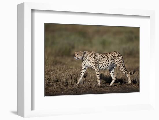 Cheetah (Acinonyx Jubatus), Ngorongoro Conservation Area, Serengeti, Tanzania, East Africa, Africa-James Hager-Framed Photographic Print