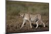 Cheetah (Acinonyx Jubatus), Ngorongoro Conservation Area, Serengeti, Tanzania, East Africa, Africa-James Hager-Mounted Photographic Print