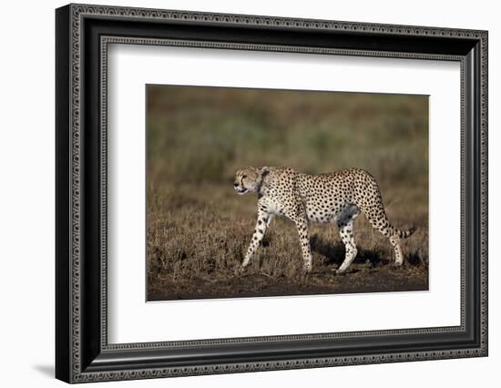 Cheetah (Acinonyx Jubatus), Ngorongoro Conservation Area, Serengeti, Tanzania, East Africa, Africa-James Hager-Framed Photographic Print