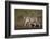 Cheetah (Acinonyx Jubatus), Ngorongoro Conservation Area, Serengeti, Tanzania, East Africa, Africa-James Hager-Framed Photographic Print