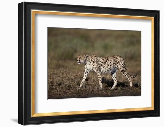 Cheetah (Acinonyx Jubatus), Ngorongoro Conservation Area, Serengeti, Tanzania, East Africa, Africa-James Hager-Framed Photographic Print