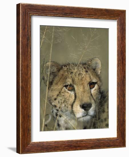 Cheetah, (Acinonyx Jubatus), Okonjima Private Game Reserve, Windhoek, Namibia-Thorsten Milse-Framed Photographic Print