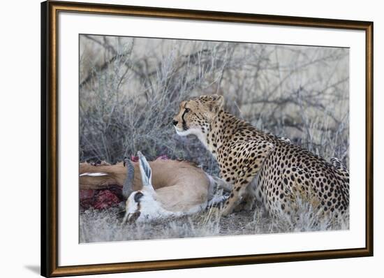 Cheetah (Acinonyx jubatus) on springbok kill, Kgalagadi Transfrontier Park, Northern Cape, South Af-Ann and Steve Toon-Framed Photographic Print