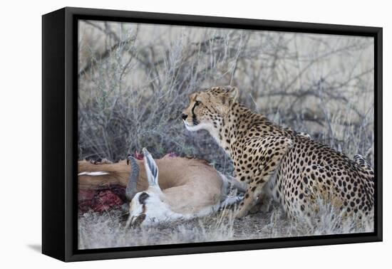 Cheetah (Acinonyx jubatus) on springbok kill, Kgalagadi Transfrontier Park, Northern Cape, South Af-Ann and Steve Toon-Framed Premier Image Canvas