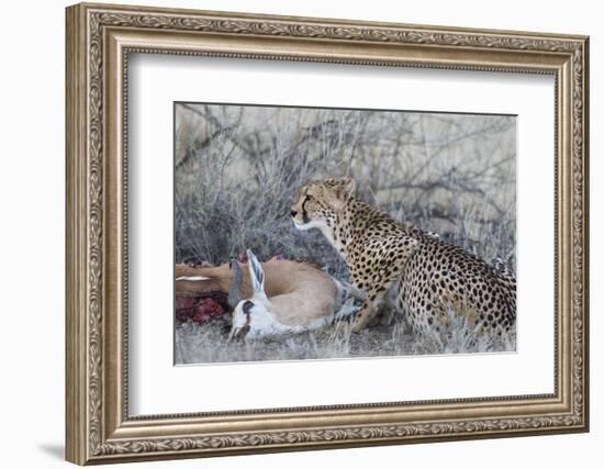 Cheetah (Acinonyx jubatus) on springbok kill, Kgalagadi Transfrontier Park, Northern Cape, South Af-Ann and Steve Toon-Framed Photographic Print