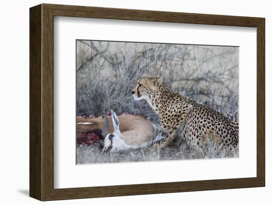 Cheetah (Acinonyx jubatus) on springbok kill, Kgalagadi Transfrontier Park, Northern Cape, South Af-Ann and Steve Toon-Framed Photographic Print