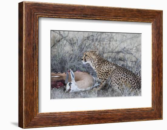 Cheetah (Acinonyx jubatus) on springbok kill, Kgalagadi Transfrontier Park, Northern Cape, South Af-Ann and Steve Toon-Framed Photographic Print