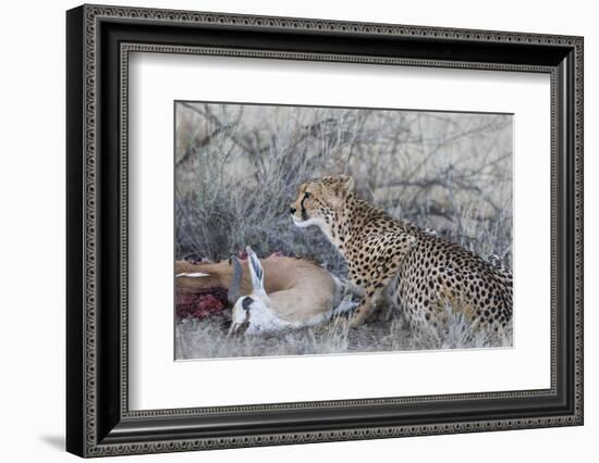 Cheetah (Acinonyx jubatus) on springbok kill, Kgalagadi Transfrontier Park, Northern Cape, South Af-Ann and Steve Toon-Framed Photographic Print