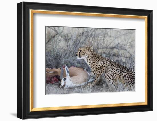 Cheetah (Acinonyx jubatus) on springbok kill, Kgalagadi Transfrontier Park, Northern Cape, South Af-Ann and Steve Toon-Framed Photographic Print