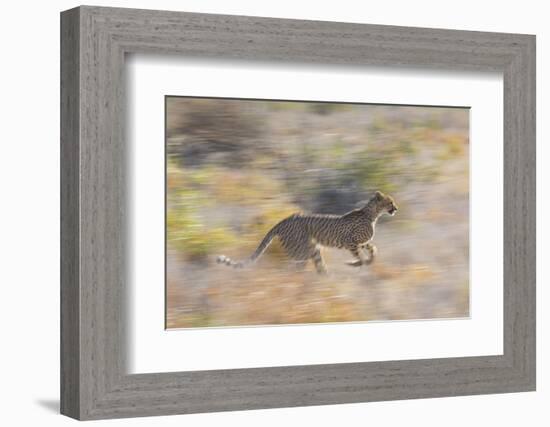 Cheetah (Acinonyx Jubatus) Running, Kalahari Desert, Botswana-Juan Carlos Munoz-Framed Photographic Print