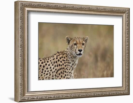 Cheetah (Acinonyx Jubatus), Serengeti National Park, Tanzania, East Africa, Africa-James Hager-Framed Photographic Print