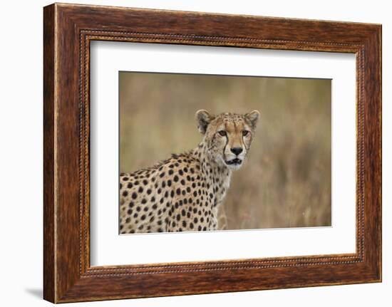 Cheetah (Acinonyx Jubatus), Serengeti National Park, Tanzania, East Africa, Africa-James Hager-Framed Photographic Print