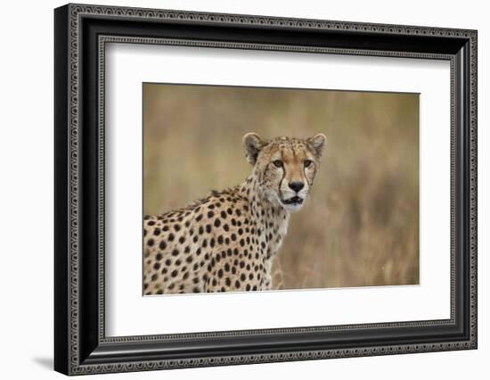 Cheetah (Acinonyx Jubatus), Serengeti National Park, Tanzania, East Africa, Africa-James Hager-Framed Photographic Print