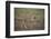 Cheetah (Acinonyx Jubatus), Serengeti National Park, Tanzania, East Africa, Africa-James Hager-Framed Photographic Print