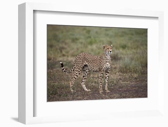 Cheetah (Acinonyx Jubatus), Serengeti National Park, Tanzania, East Africa, Africa-James Hager-Framed Photographic Print