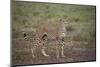 Cheetah (Acinonyx Jubatus), Serengeti National Park, Tanzania, East Africa, Africa-James Hager-Mounted Photographic Print