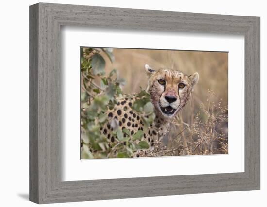 Cheetah (Acinonyx jubatus), Serengeti National Park, Tanzania, East Africa, Africa-Ashley Morgan-Framed Photographic Print