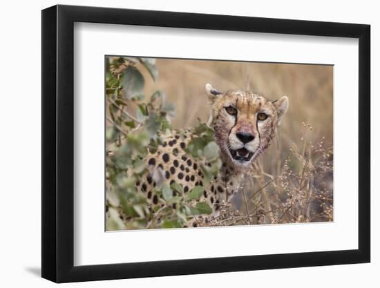 Cheetah (Acinonyx jubatus), Serengeti National Park, Tanzania, East Africa, Africa-Ashley Morgan-Framed Photographic Print