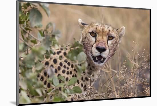 Cheetah (Acinonyx jubatus), Serengeti National Park, Tanzania, East Africa, Africa-Ashley Morgan-Mounted Photographic Print