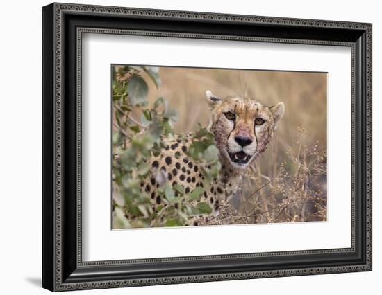 Cheetah (Acinonyx jubatus), Serengeti National Park, Tanzania, East Africa, Africa-Ashley Morgan-Framed Photographic Print