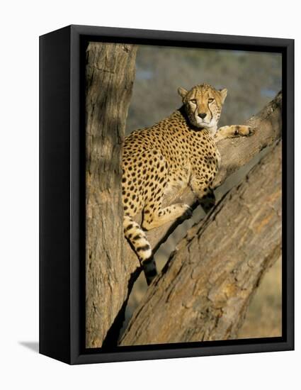 Cheetah (Acinonyx Jubatus) up a Tree in Captivity, Namibia, Africa-Steve & Ann Toon-Framed Premier Image Canvas