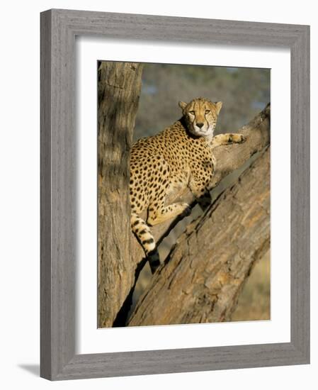 Cheetah (Acinonyx Jubatus) up a Tree in Captivity, Namibia, Africa-Steve & Ann Toon-Framed Photographic Print