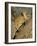 Cheetah (Acinonyx Jubatus) up a Tree in Captivity, Namibia, Africa-Steve & Ann Toon-Framed Photographic Print