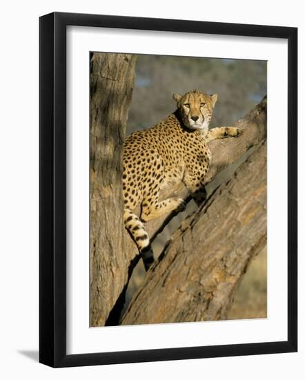 Cheetah (Acinonyx Jubatus) up a Tree in Captivity, Namibia, Africa-Steve & Ann Toon-Framed Photographic Print