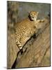 Cheetah (Acinonyx Jubatus) up a Tree in Captivity, Namibia, Africa-Steve & Ann Toon-Mounted Photographic Print