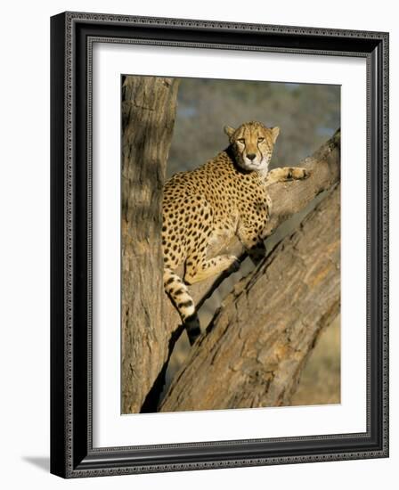 Cheetah (Acinonyx Jubatus) up a Tree in Captivity, Namibia, Africa-Steve & Ann Toon-Framed Photographic Print