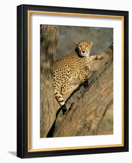 Cheetah (Acinonyx Jubatus) up a Tree in Captivity, Namibia, Africa-Steve & Ann Toon-Framed Photographic Print