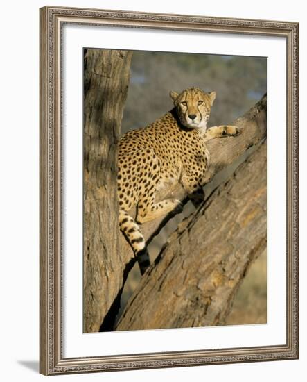 Cheetah (Acinonyx Jubatus) up a Tree in Captivity, Namibia, Africa-Steve & Ann Toon-Framed Photographic Print