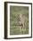 Cheetah (Acinonyx Jubatus) Walking Towards Viewer, Serengeti National Park, Tanzania-James Hager-Framed Photographic Print