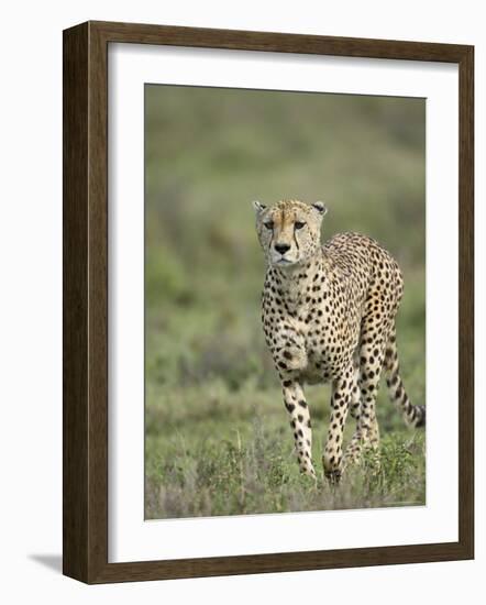 Cheetah (Acinonyx Jubatus) Walking Towards Viewer, Serengeti National Park, Tanzania-James Hager-Framed Photographic Print