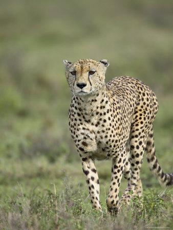 Cheetah (Acinonyx Jubatus) Walking Towards Viewer 