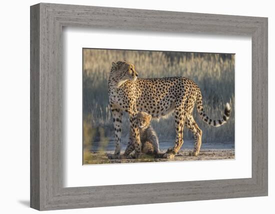 Cheetah (Acinonyx jubatus) with cub, Kgalagadi Transfrontier Park, Northern Cape, South Africa, Afr-Ann and Steve Toon-Framed Photographic Print