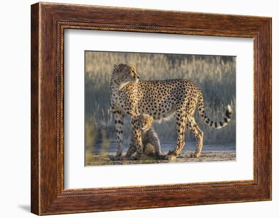 Cheetah (Acinonyx jubatus) with cub, Kgalagadi Transfrontier Park, Northern Cape, South Africa, Afr-Ann and Steve Toon-Framed Photographic Print